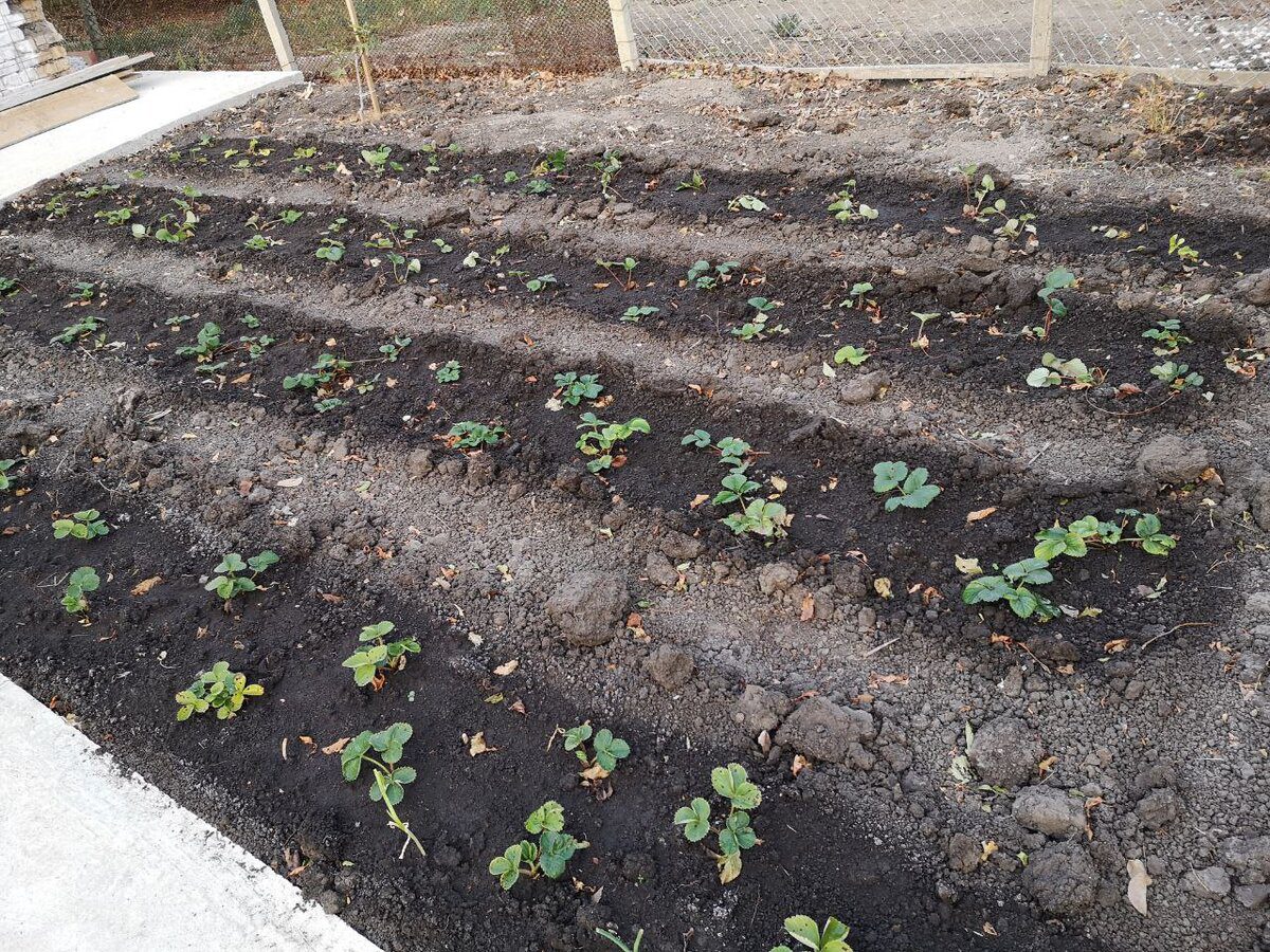 Садівники розповіли, як значно збільшити врожайність полуниці правильним доглядом