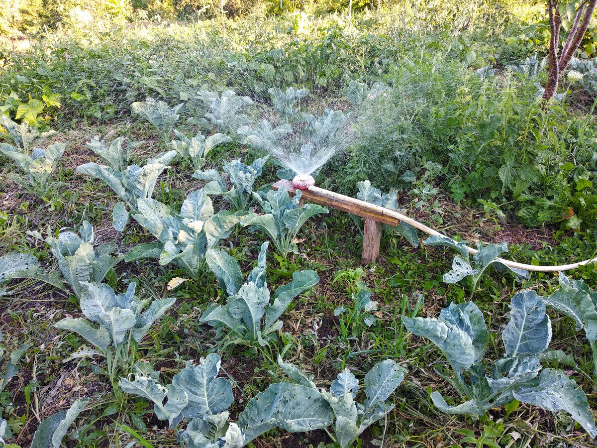 Городники розповіли, як відновити ґрунт після збору часнику для кращої зимівлі та родючості