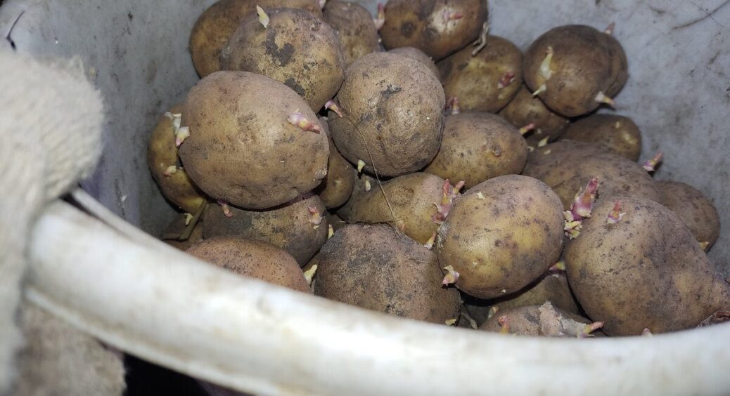 Заглянула в льох і ледь не зомліла — картопля почала псуватися: 2 помилки і 2 рішення, як зберегти запаси 