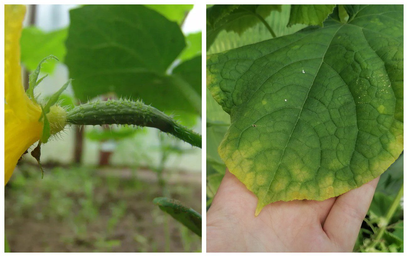 Як допомогти пожовтілим кущам огірків