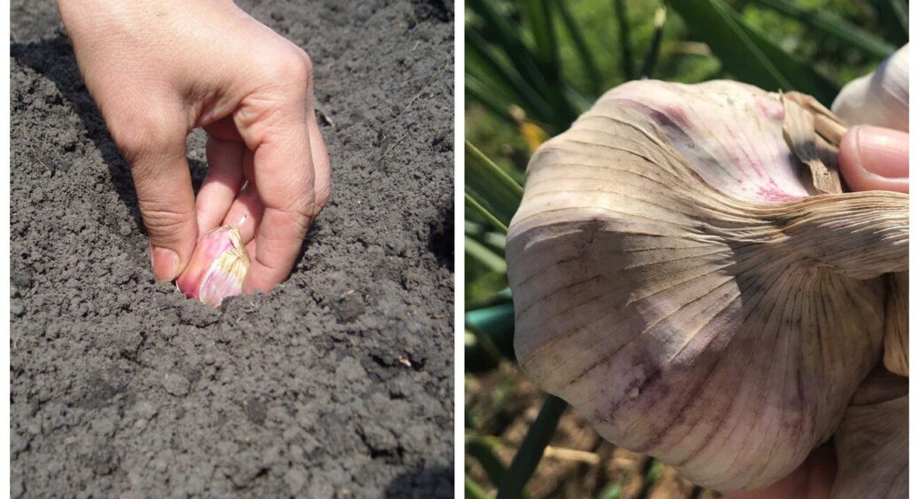 У всіх у погребах, а у мене часник зимує на грядці! Надійний метод зберігання для крупних головок – 10 з 10 