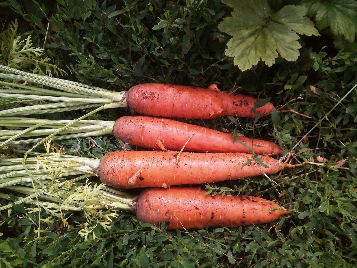  Городники назвали найкраще добриво для здорової моркви 