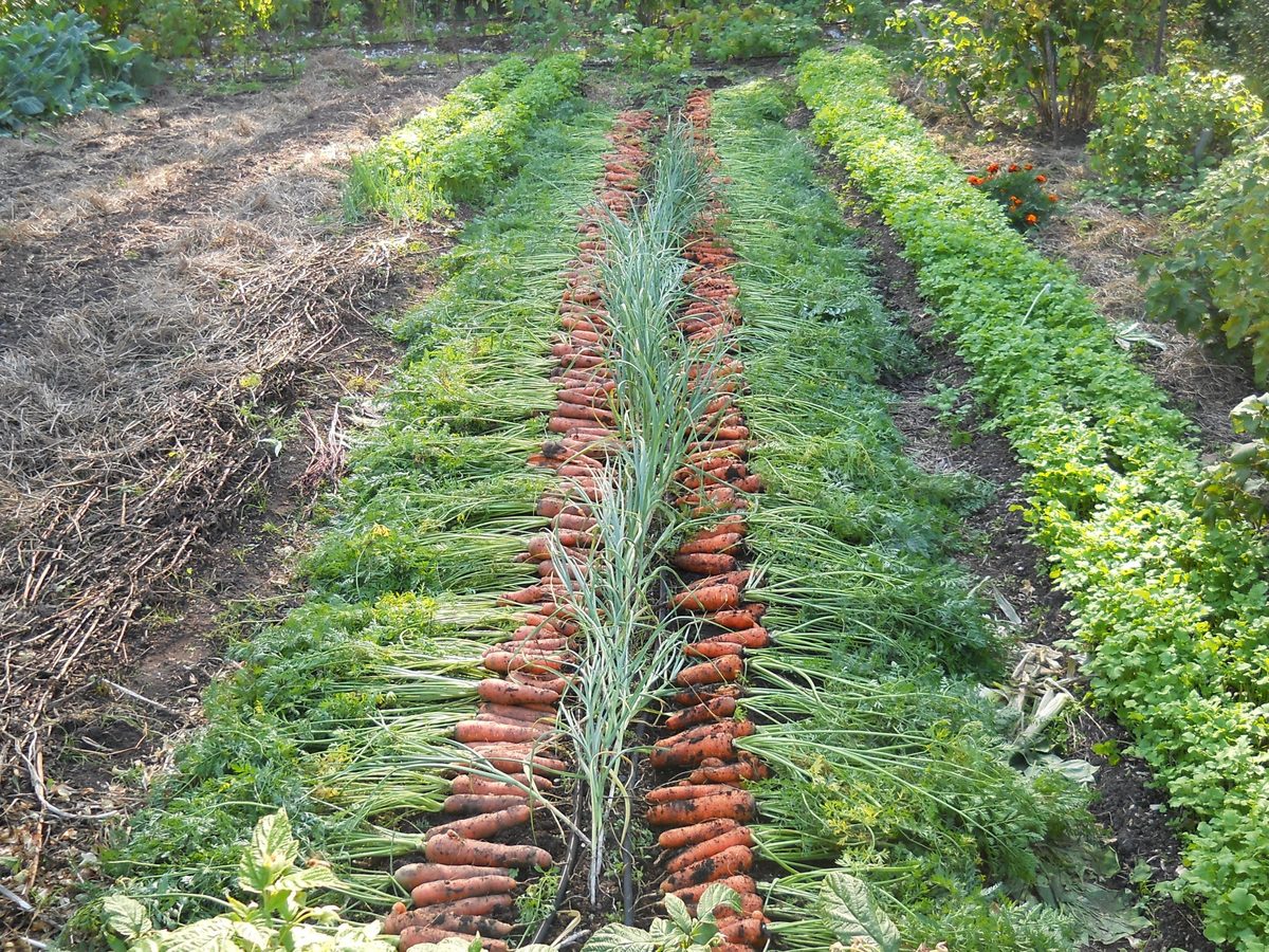Експерти розповіли, як визначити ідеальний термін для збору врожаю моркви для зберігання