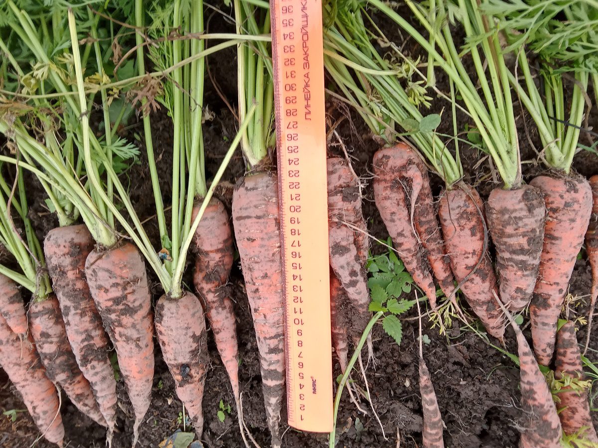 Експерти розповіли, коли збирати врожай моркви для кращого та насиченішого смаку плодів