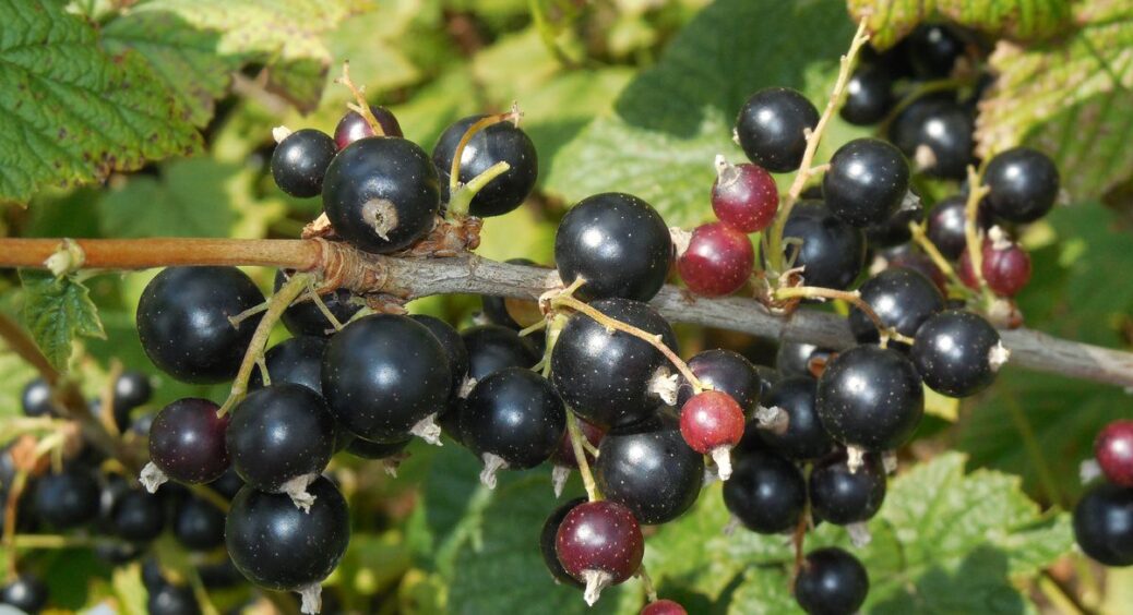 У серпні 2024 року підсипала 1 склянку “цього” під смородину – і ягід вдвічі більше: повторю у 2025 