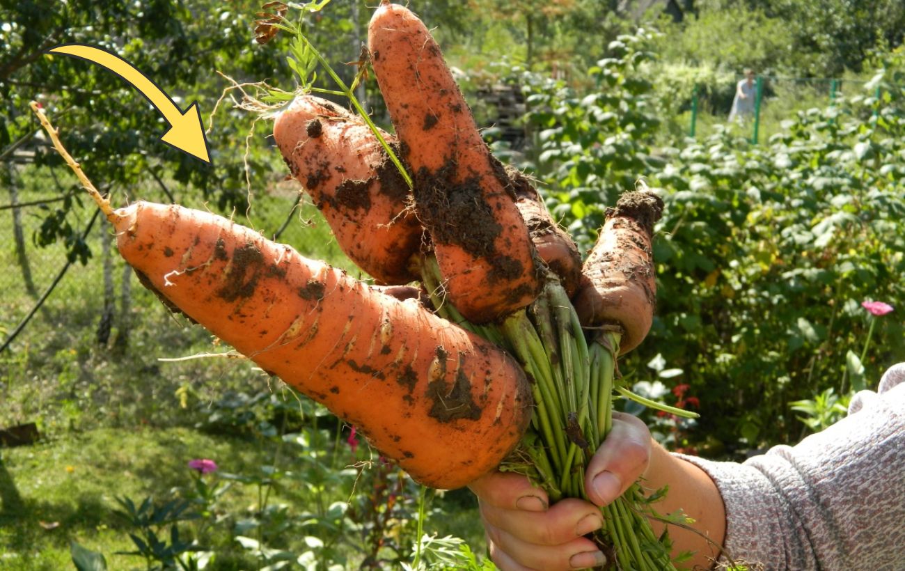 Експерти розповіли про найкращі сорти моркви для городу 