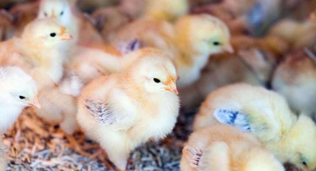Як завести курчат і не втратити голову: породи, корм і захист від хижаків – усе, що потрібно знати 
