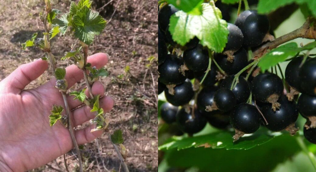 Тільки “розумні садівники” знають точні терміни: коли обрізати смородину для врожайності 