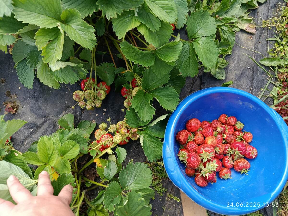 Садівники розповіли, як значно збільшити врожайність полуниці правильним доглядом