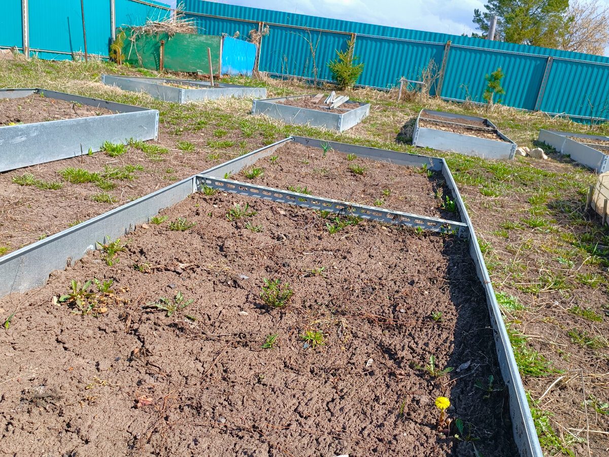 Городники поділилися способами знезаражування ґрунту після збору врожаю