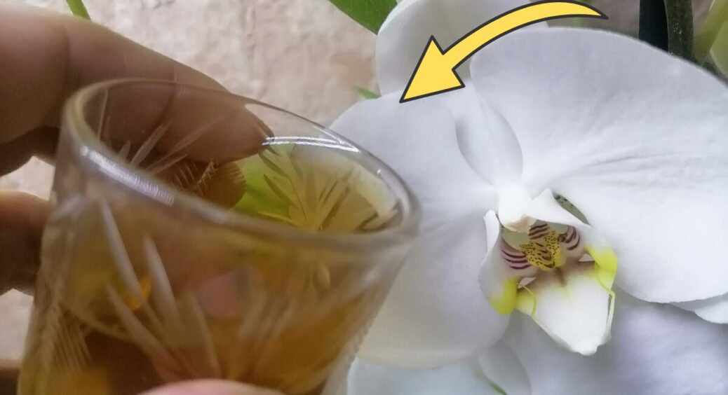 1 “штучка” у воду – і орхідея втрачає розум: випускає по 2 бутони в тиждень, цвітіння аж до перших морозів 