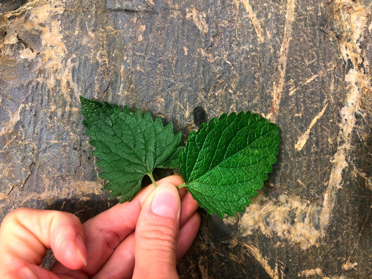 Експерти розповіли, які домашні квіти допоможуть ароматизувати повітря у будинку