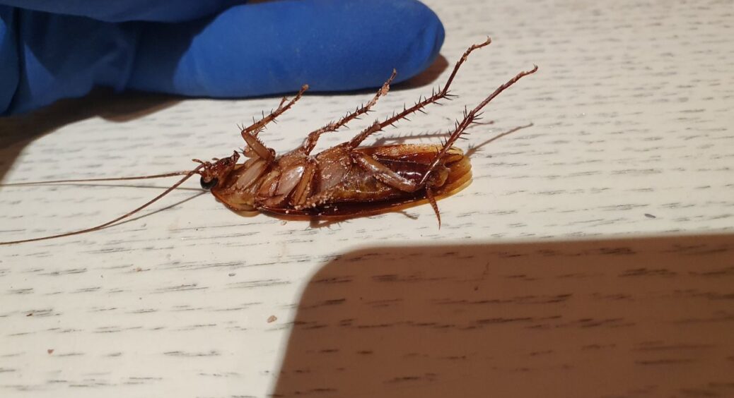 89-річна прабабуся насмішила, чому тарганів називають “Стасиками”: це не лише у нашій сім’ї, це – в  народі 