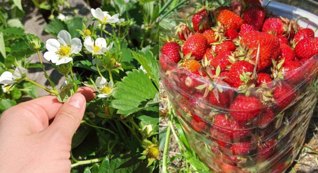 +10 кг полуниці з куща – звучить нереально? А ви спробуйте! 1 спосіб, як збільшити врожайність ягоди 