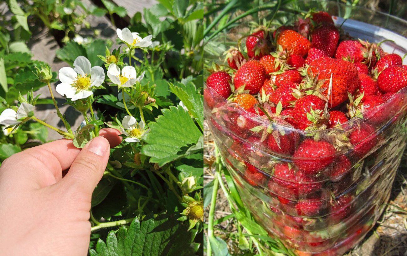 Як покращити врожайність полуниці на грядці