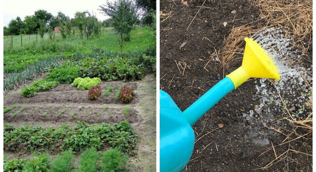 3 добавки в тепличний ґрунт, аби перетворити його на чорнозем: з 5 вересня починаю “оптимізацію” теплиці 