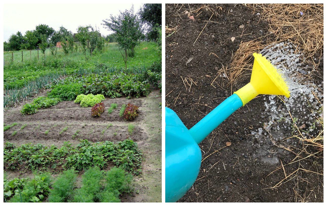 Як відновити ґрунт у теплиці для кращої врожайності