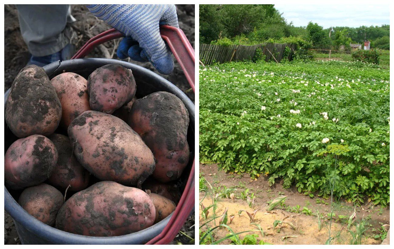 Експерти розповіли, як використати бадилля картоплі