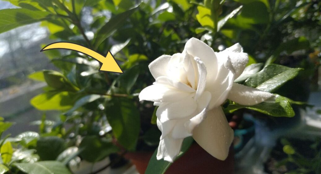 Поставила ці 3 кімнатні рослини – і більше ніяких освіжувачів повітря не треба: найкращі ароматизатори 