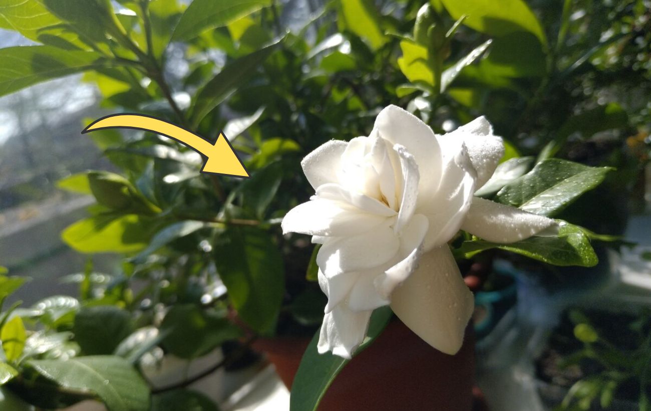 Які домашні квіти ароматизують повітря