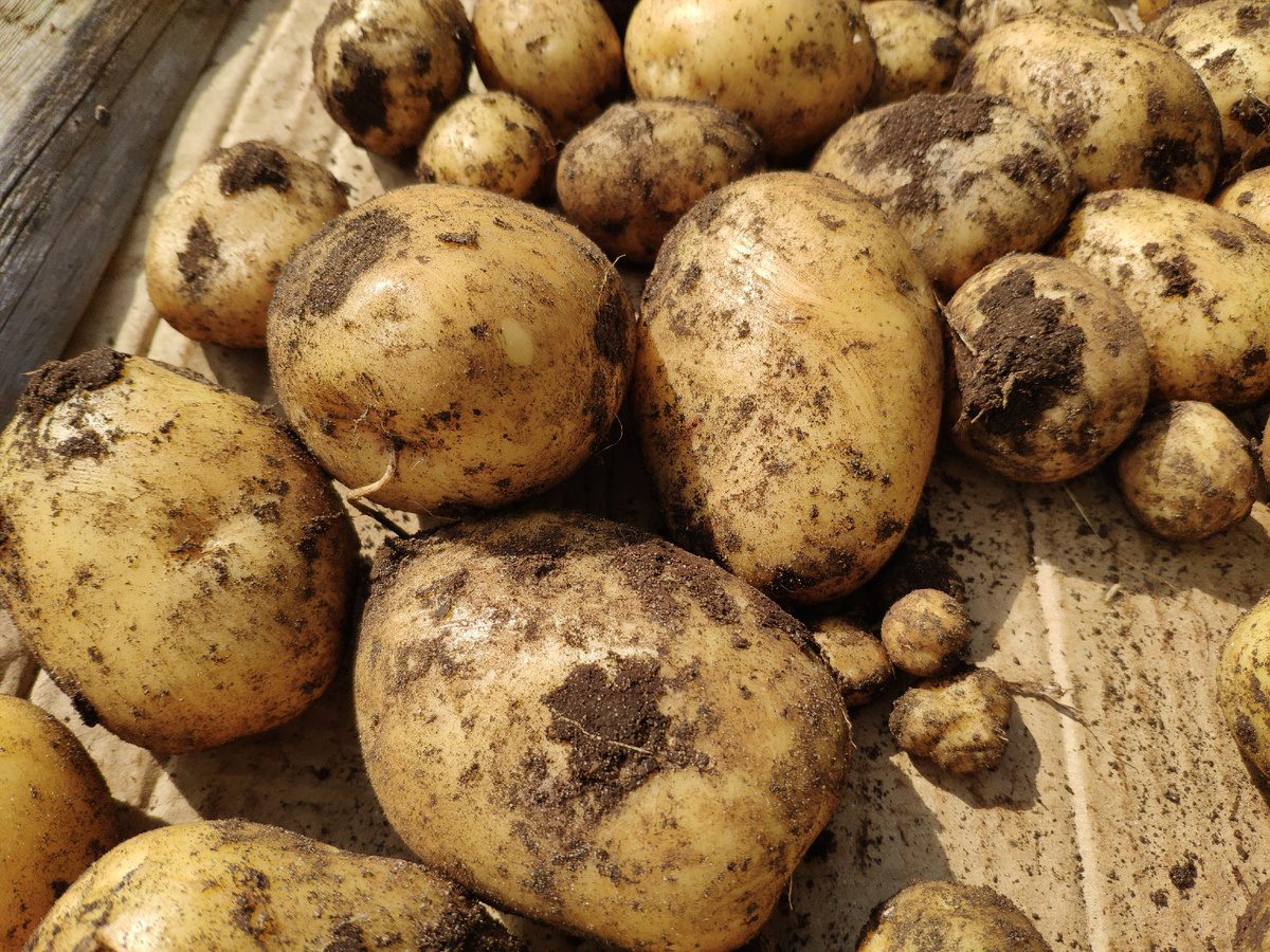  Городники назвали культури, які можна саджати після картоплі 