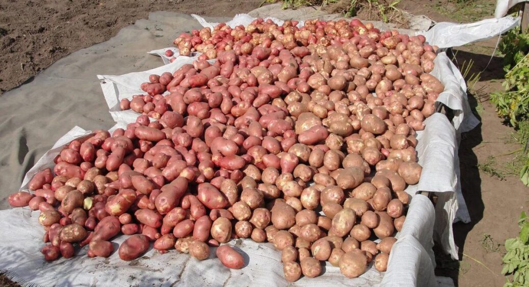 Не місячний календар, а 80-річний досвід: агроном назвав найкращу дату для викопування картоплі у вересні 