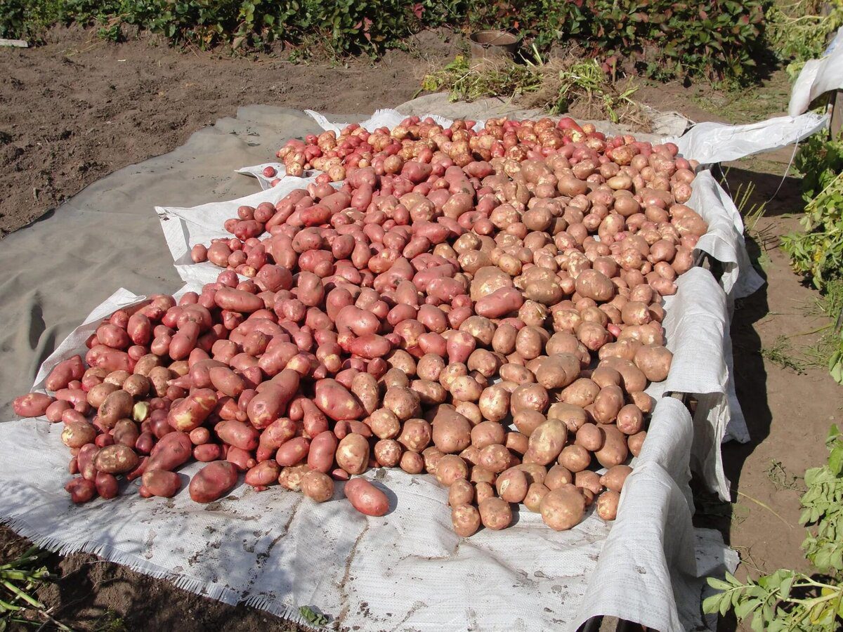 Городники розповіли, як підготувати картоплю до тривалого зберігання 