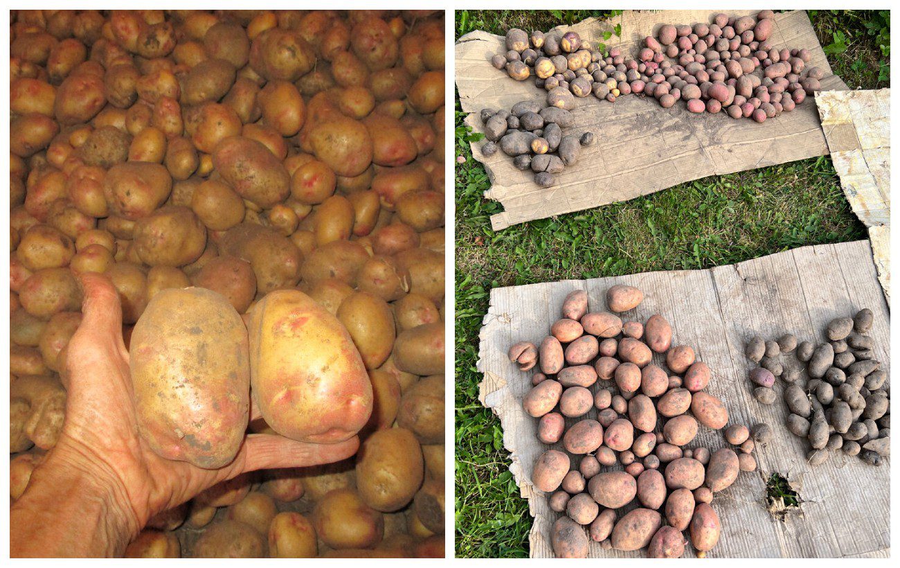 Як визначити стиглість картоплі