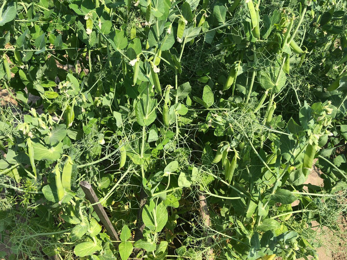 Експерти розповіли, який сидерат допоможе позбутись від бур'янів на ділянці