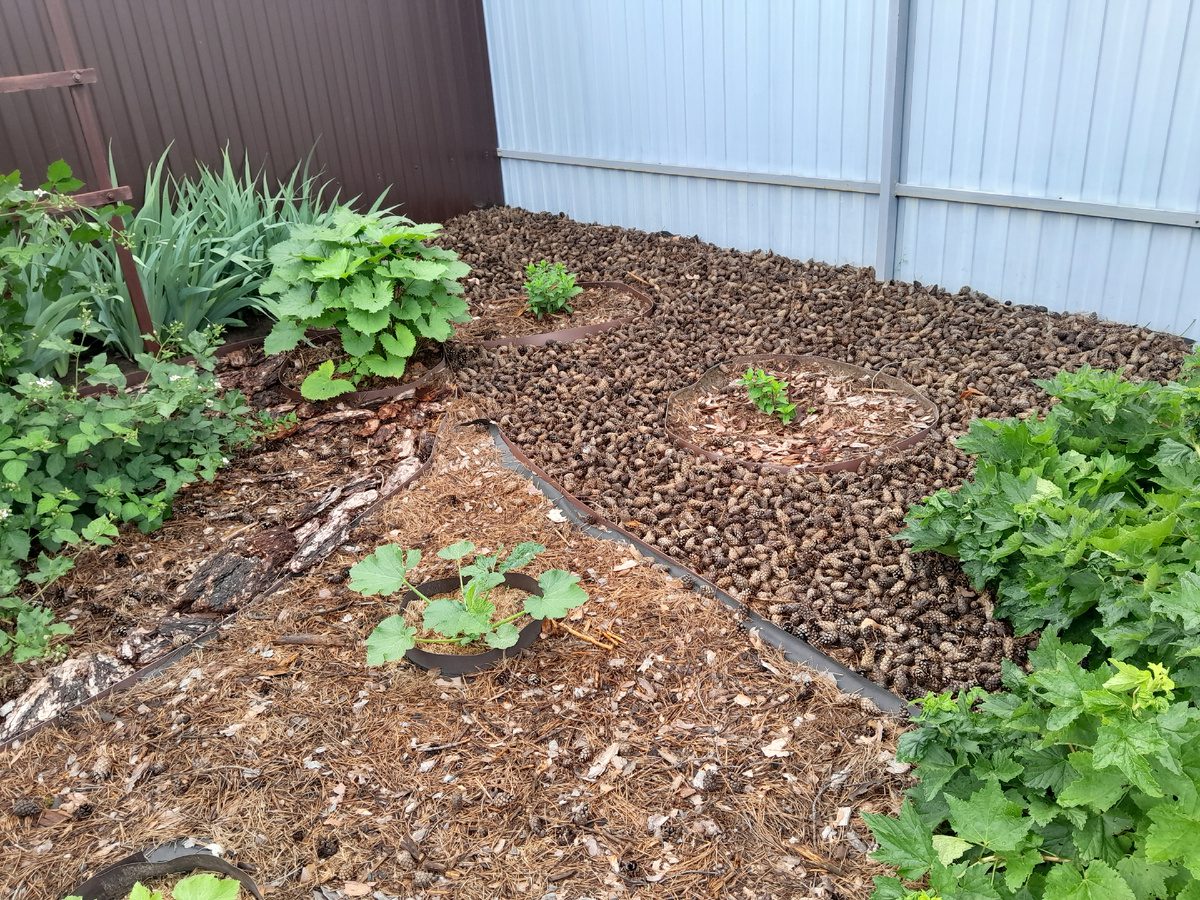 Городники розповіли, яку мульчу краще використовувати для утримання вологи 