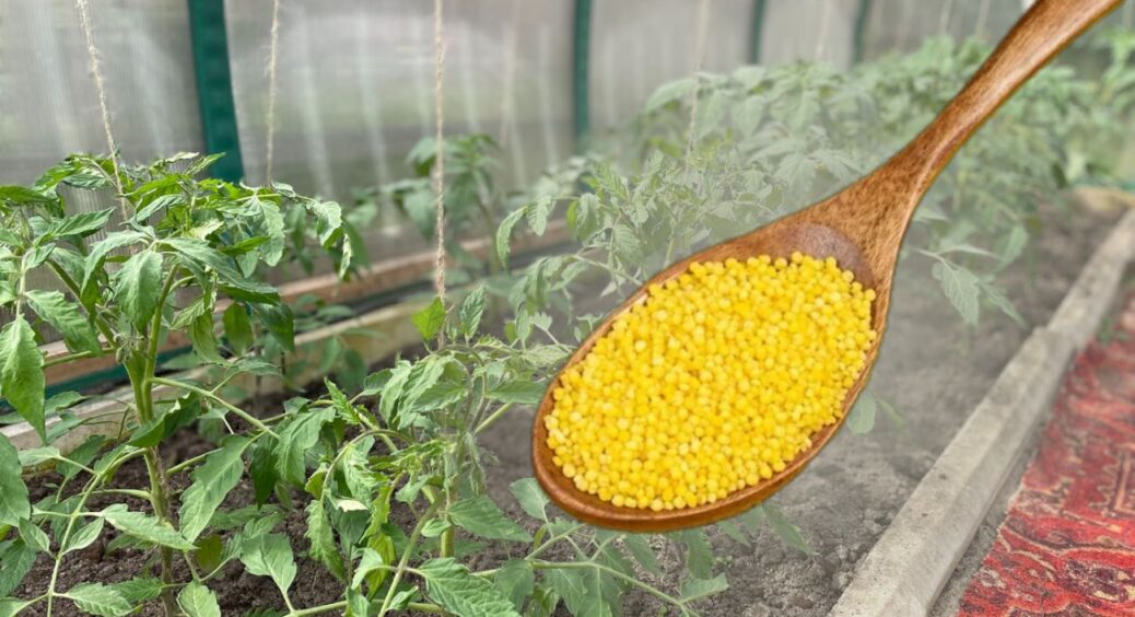 Замість 100 кг дорогих добрив обираю цю 1 альтернативу: внесла після збору врожаю – і ґрунт оновлюється 