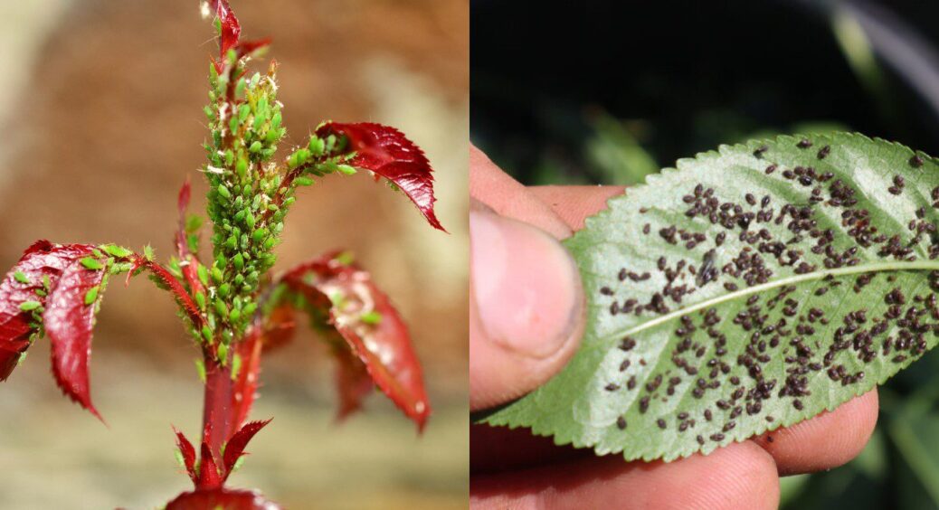 Всього 1 ніч – і попелицю, як вітром здуло: “народний” лайфхак, який у мене безвідмовно працює вже 19 років 