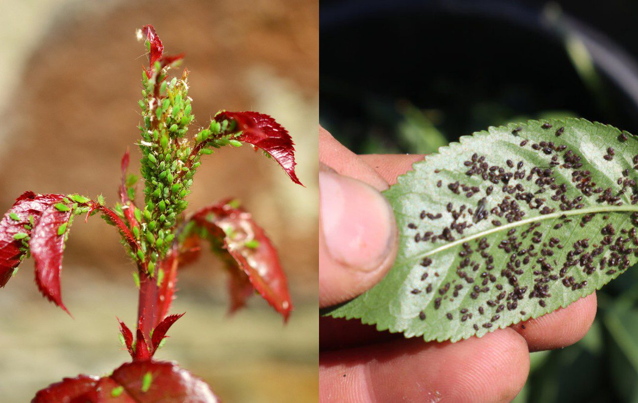 Як позбутись від попелиці на рослинах за ніч