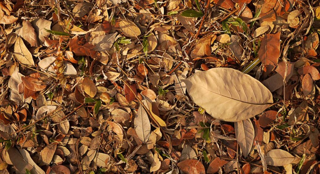 Тирсу перетворюю на чорне “золото”: 2 л води + 2 ложки добрив – і родюче добриво готове до весни 