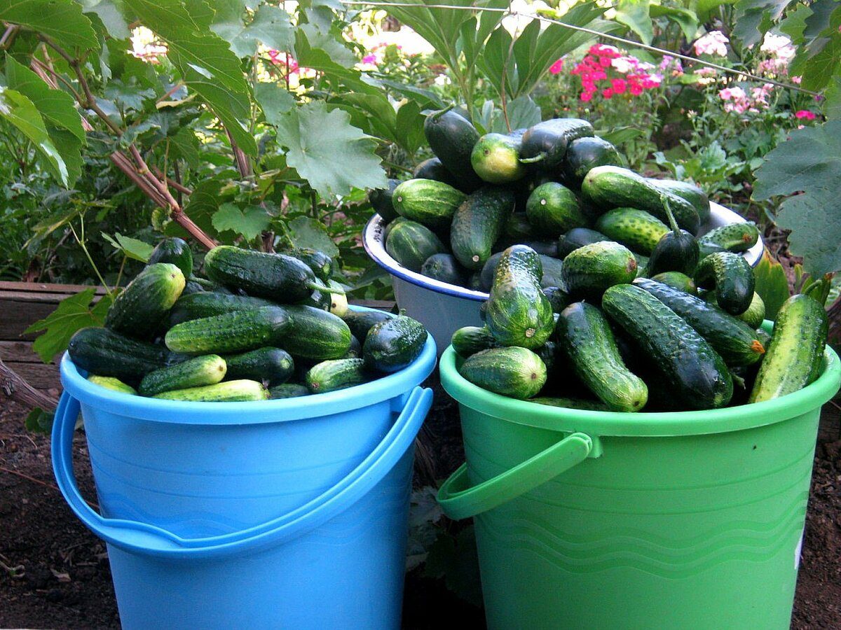 Експерти розповіли, як зберігати свіжі огірки, аби вони не псувались протягом тривалого часу