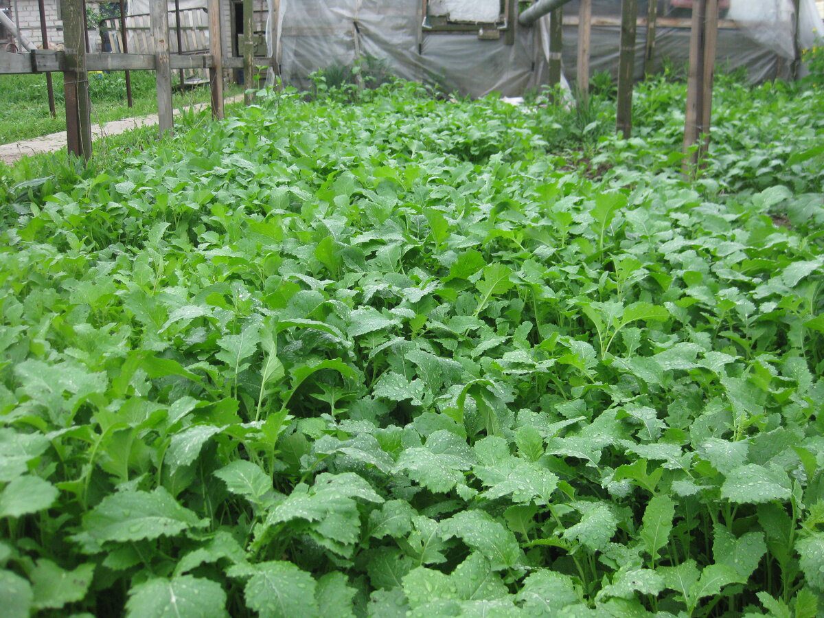 Городники розповіли, що посіяти одразу після збору врожаю