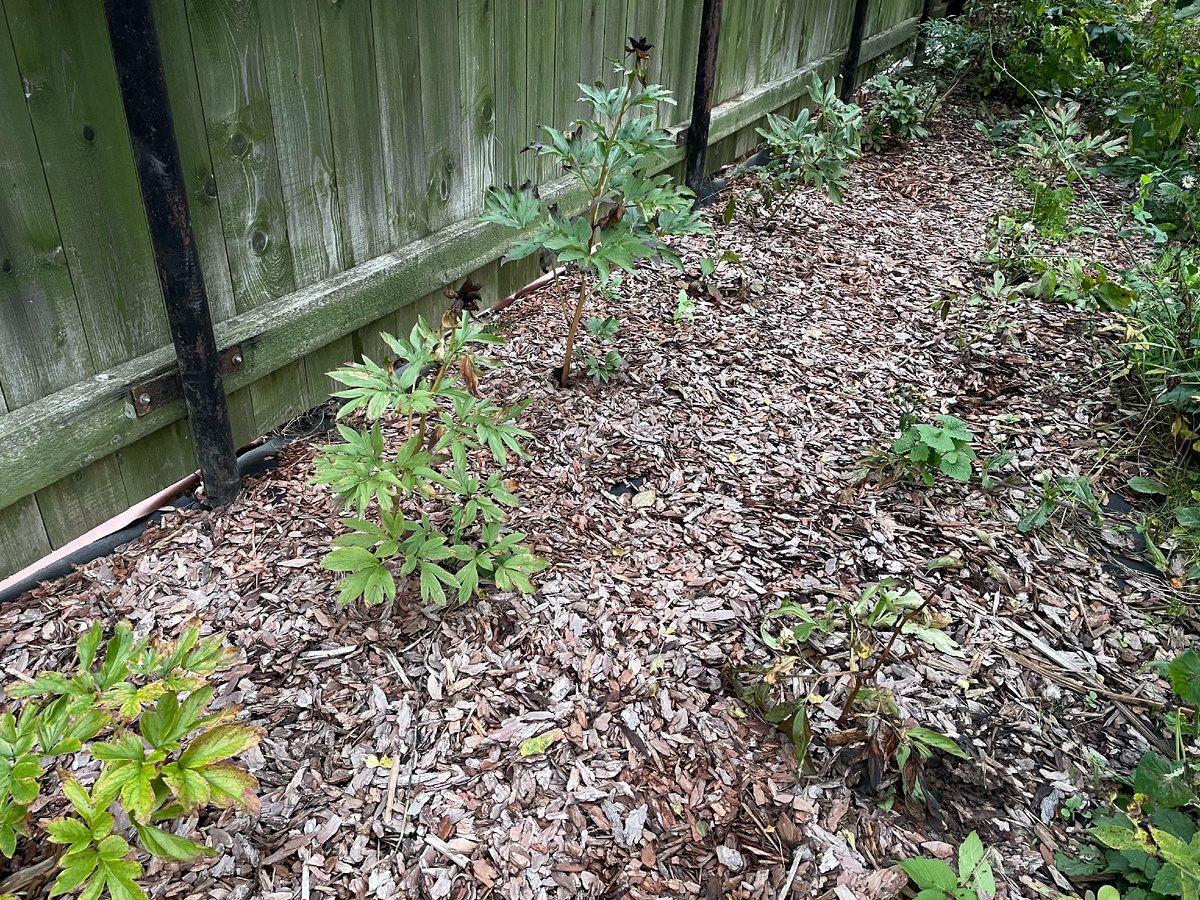 Експерти розповіли, як позбутись від бур'янів за допомогою звичайної мульчі, а не сапки