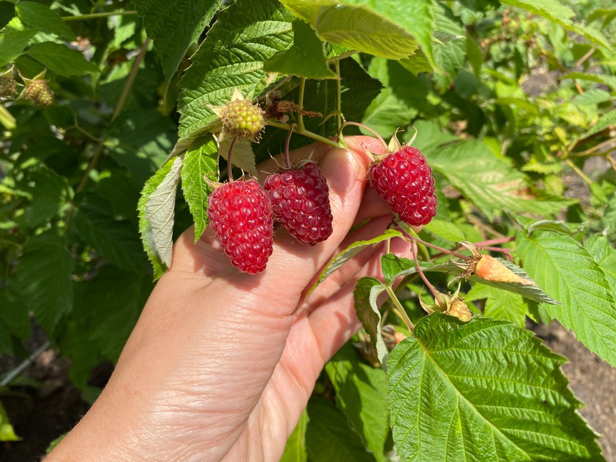 Садівники розповіли, як підживити кущі малини перед морозами для щедрого врожаю