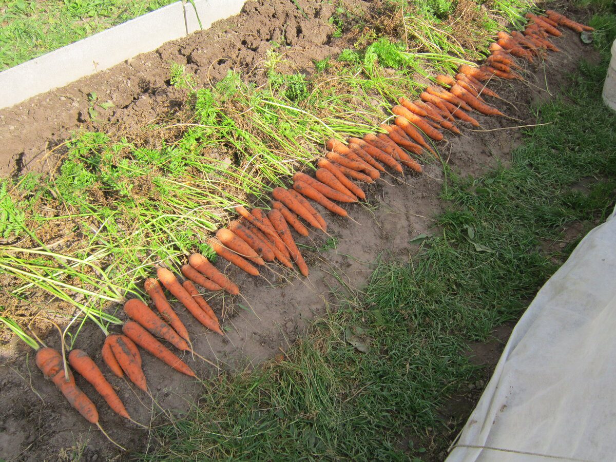 Експерти розповіли, як приготувати якісне добриво для покращення смаку моркви у вересні