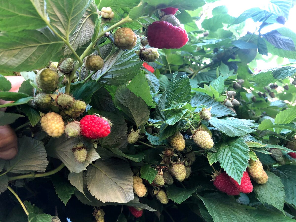 Садівники розповіли, як продовжити плодоношення малини за допомогою правильної обрізки кущів