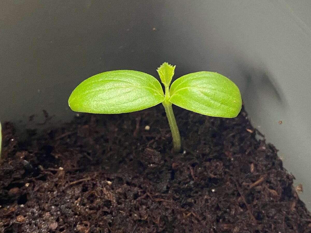 Городники розповіли, як покращити структуру та якість ґрунту у теплиці – корисні поради