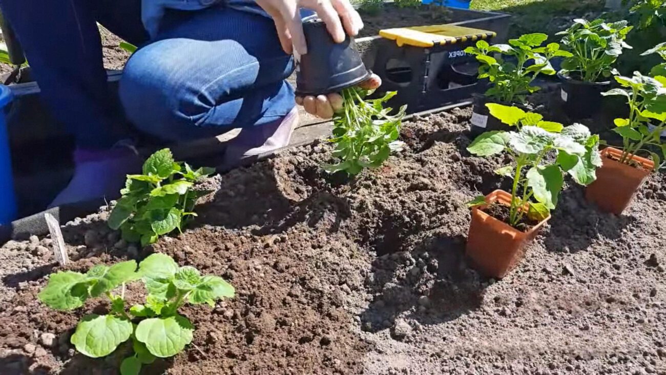 Флористи порадили декоративну рослину для висаджування біля бордюрів