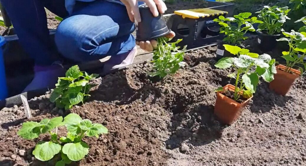 Цю рослину у мене вже попросили 3 сусідки: агератум — компактний кущ для висаджування вздовж бордюрів (ФОТО) 