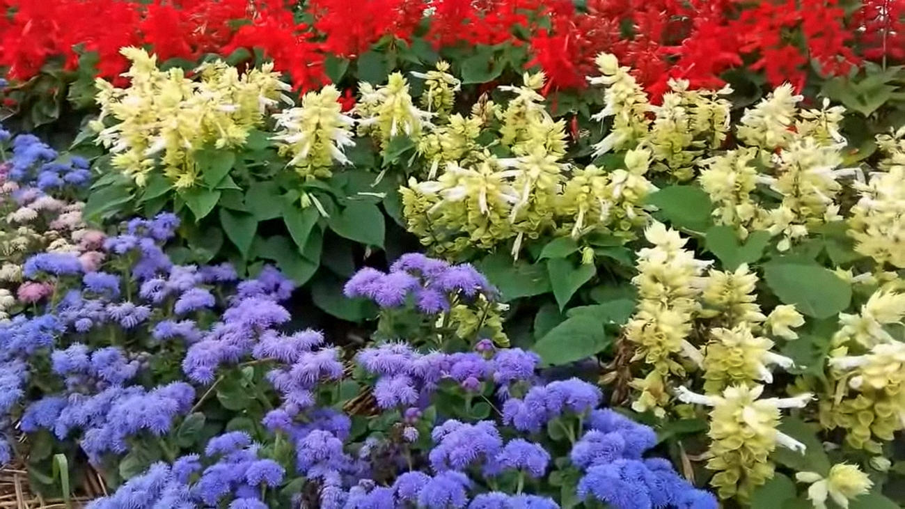 Флористи порадили декоративну рослину для висаджування біля бордюрів