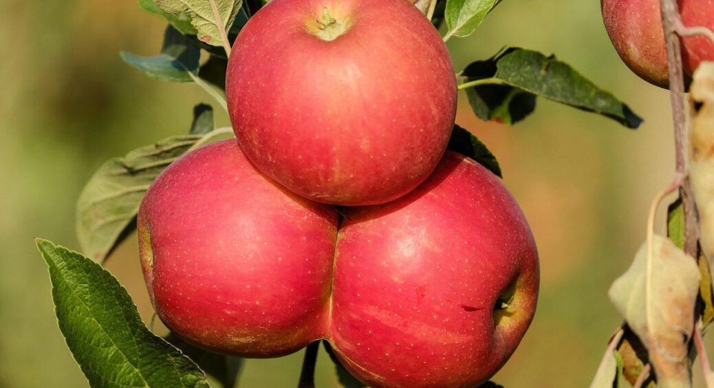 Наближаються 2 небезпечних дні для збору яблук: не можна зривати і складати, бо весь врожай покриє гниль 