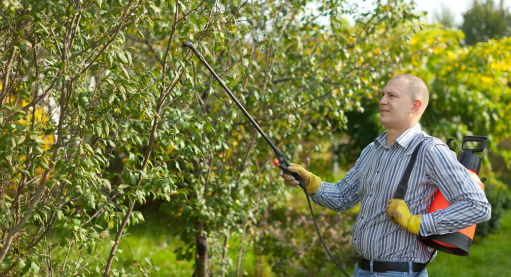 1 стакан кальцинованої соди на відро – і сад зимує як у санаторії: забудьте про мідний купорос назавжди 