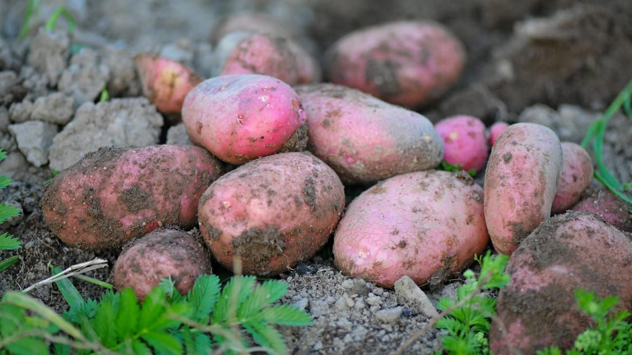 Фермери пояснили, коли найкраще копати картоплю у 2025 році