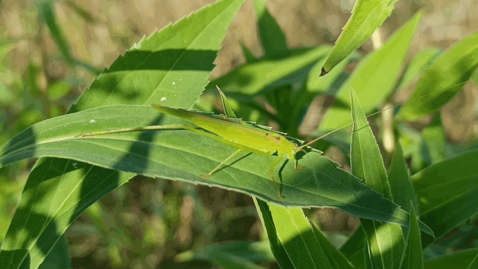 Експерти розповіли, як легко позбутися сарани