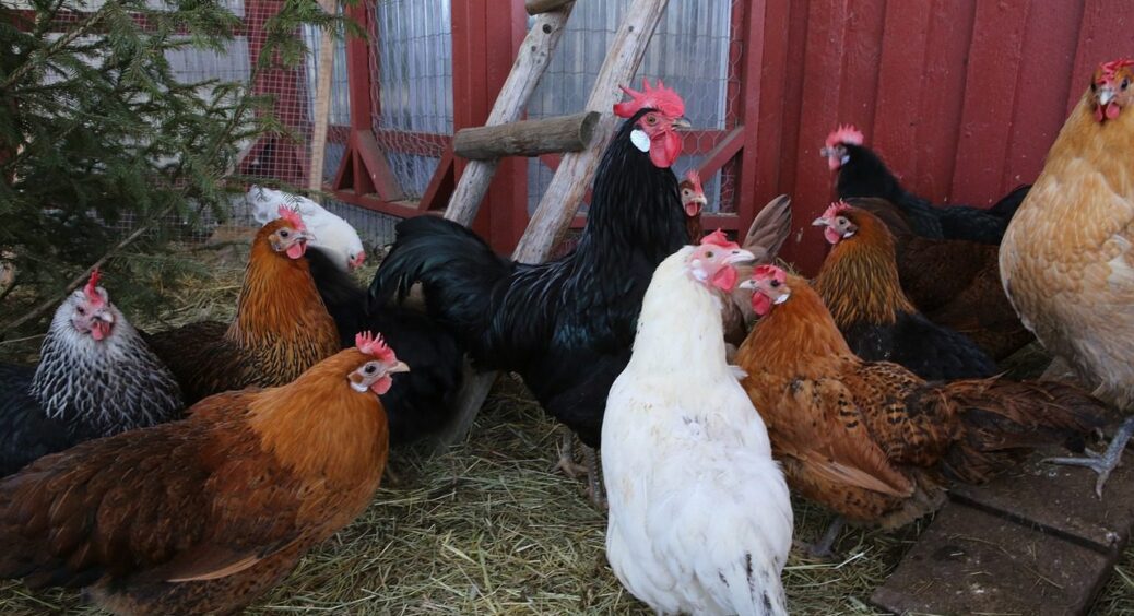 2 жменьки на підлогу – і в курнику все благоухає: 1 засіб, який і запах прибирає, і підвищує кількість яєць 