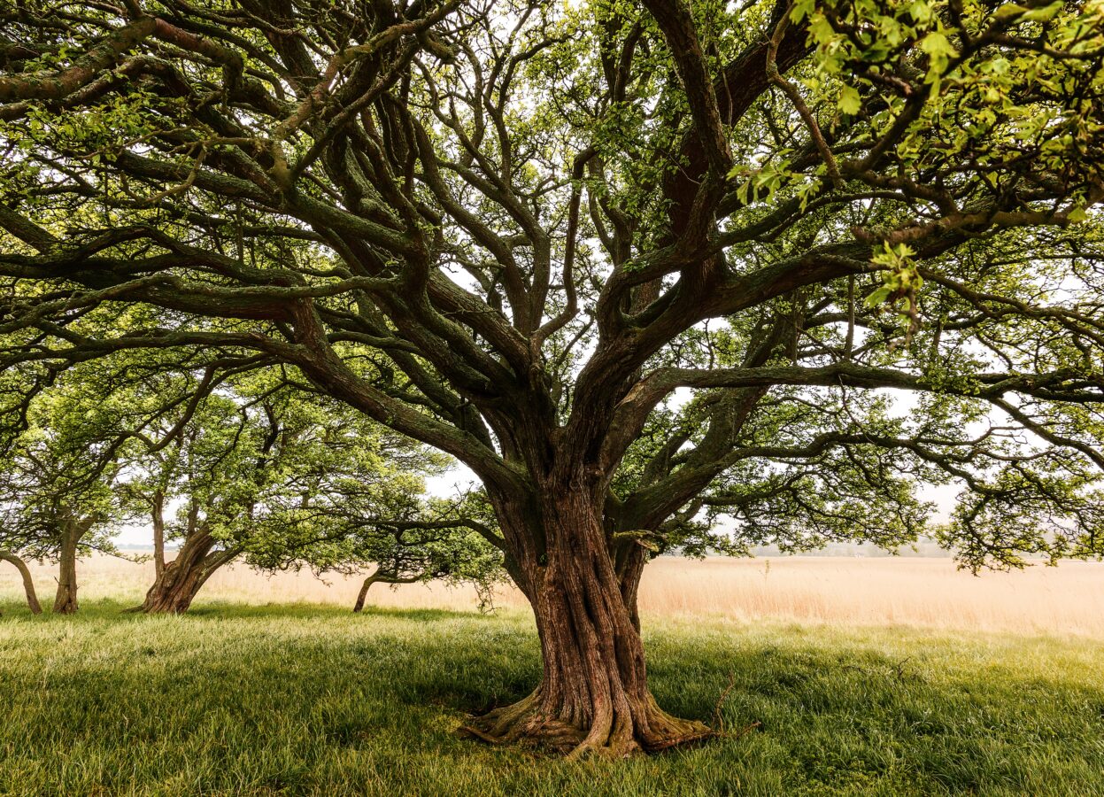 Садівники пояснили, як перевірити аварійність дерев